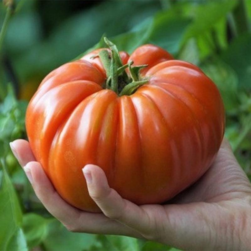 Tomato SUPERSTEAK Seeds - Organic  Non GMO - Fast Ship! Vining Vegetable - Huge 2 LB Tomatoes!