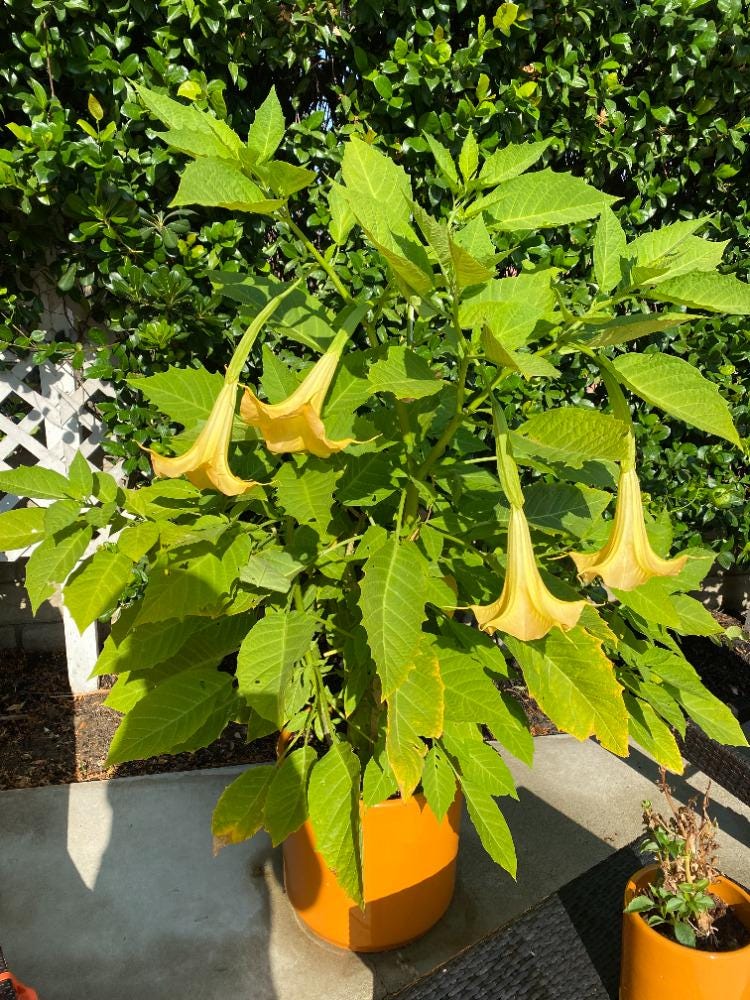 Angels Trumpet Yellow Brugmansia Rooted Cutting