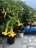 Angels Trumpet Yellow Brugmansia Rooted Cutting