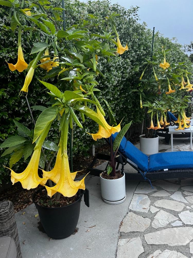 Angels Trumpet Yellow Brugmansia Rooted Cutting