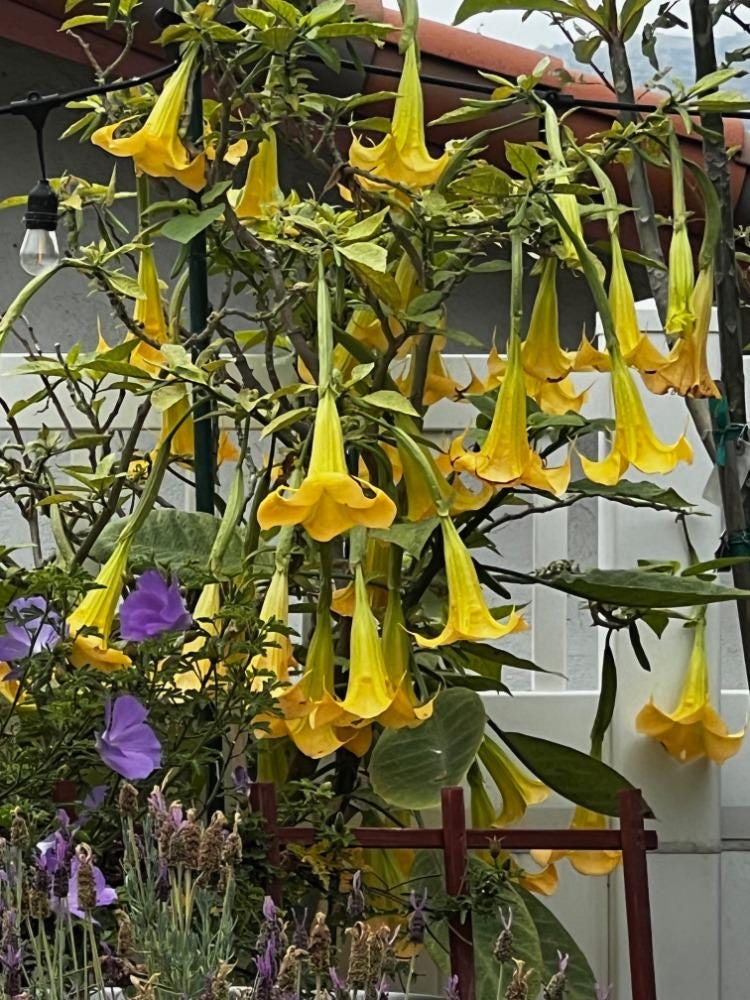Angels Trumpet Yellow Brugmansia UnRooted Cutting