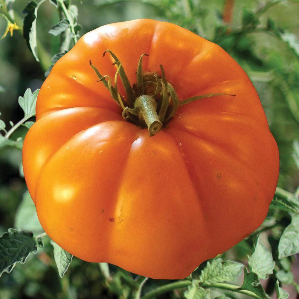 Rare Persimmon Tomato Seeds: Heirloom Beefsteak, Organic Non GMO
