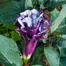 Rare Plant Purple Datura Devils Trumpet Plant Stunning Flowers THIS SEASON! Very Fast Shipping
