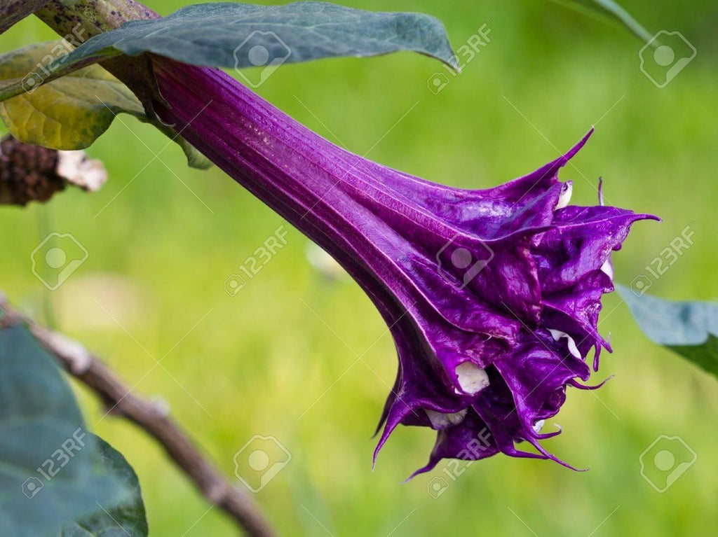 Rare Plant Purple Datura Devils Trumpet Plant Stunning Flowers THIS SEASON! Very Fast Shipping