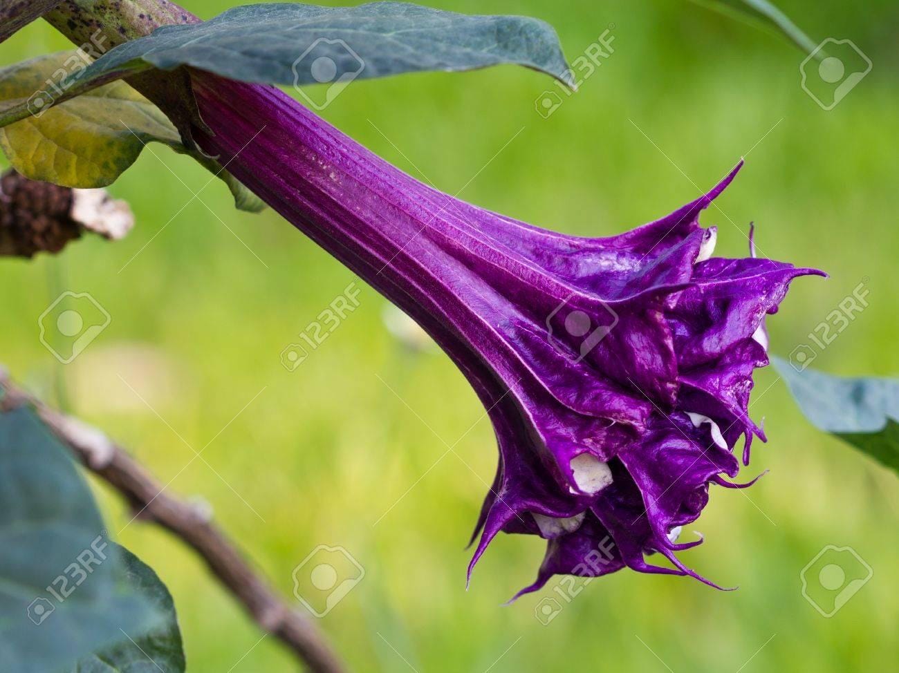 Rare Plant Purple Datura Devils Trumpet Plant Stunning Flowers THIS SEASON! Very Fast Shipping