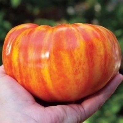 Big Rainbow Tomato Seeds: Heirloom, Non-GMO, Disease Resistant