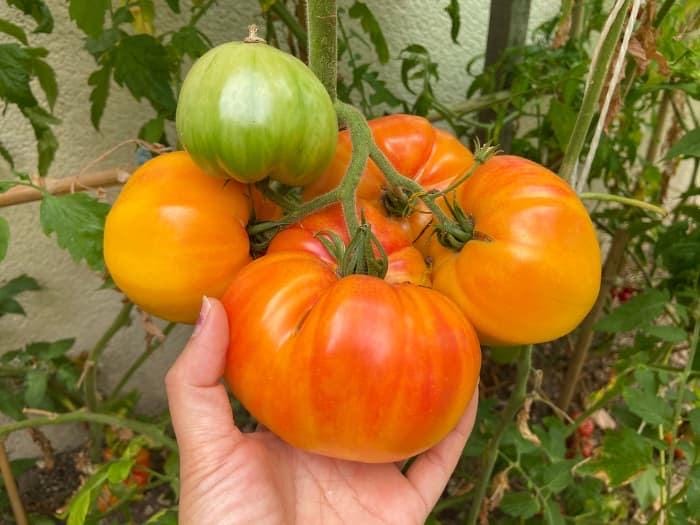 Big Rainbow Tomato Seeds: Heirloom, Non-GMO, Disease Resistant
