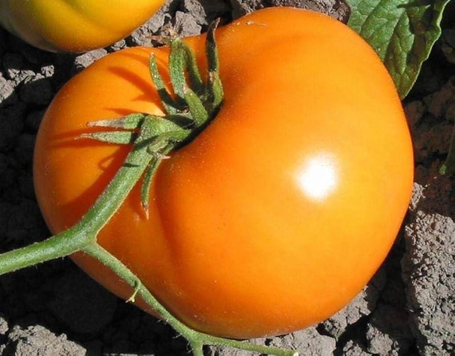 Rare Persimmon Tomato Seeds: Heirloom Beefsteak, Organic Non GMO