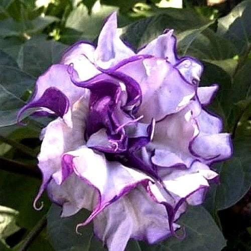 Rare Plant Purple Datura Devils Trumpet Plant Stunning Flowers THIS SEASON! Very Fast Shipping