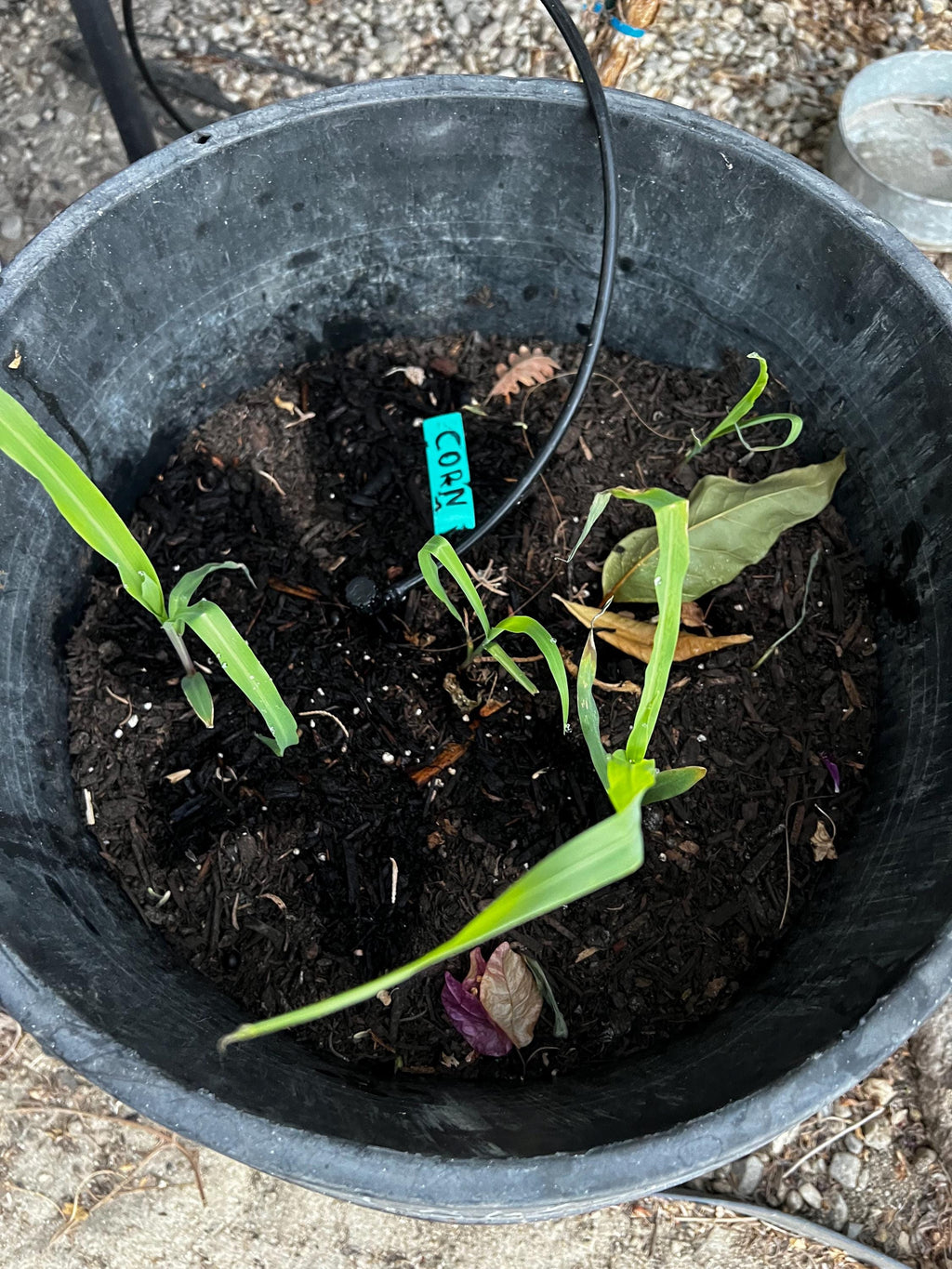 Buttergold Sweet Corn Seeds: Organic, Non-GMO, 63-Day Harvest