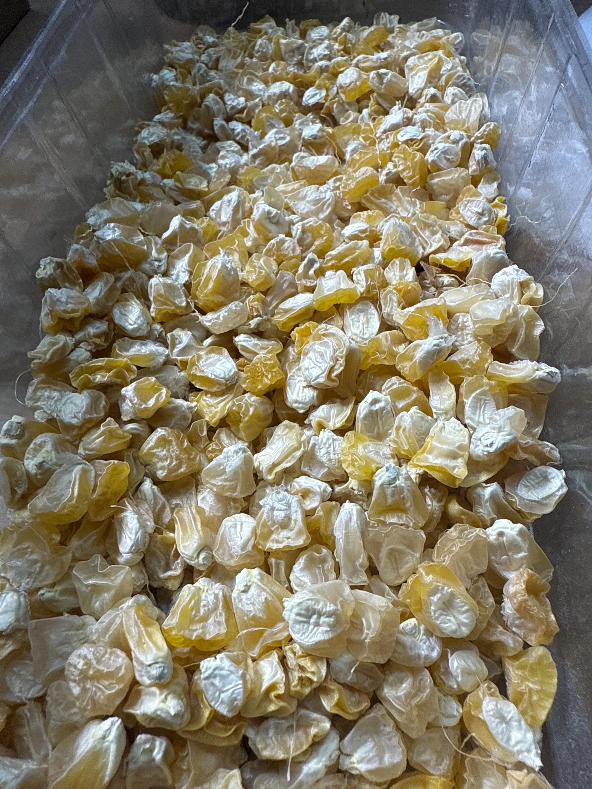 Buttergold Sweet Corn Seeds: Organic, Non-GMO, 63-Day Harvest