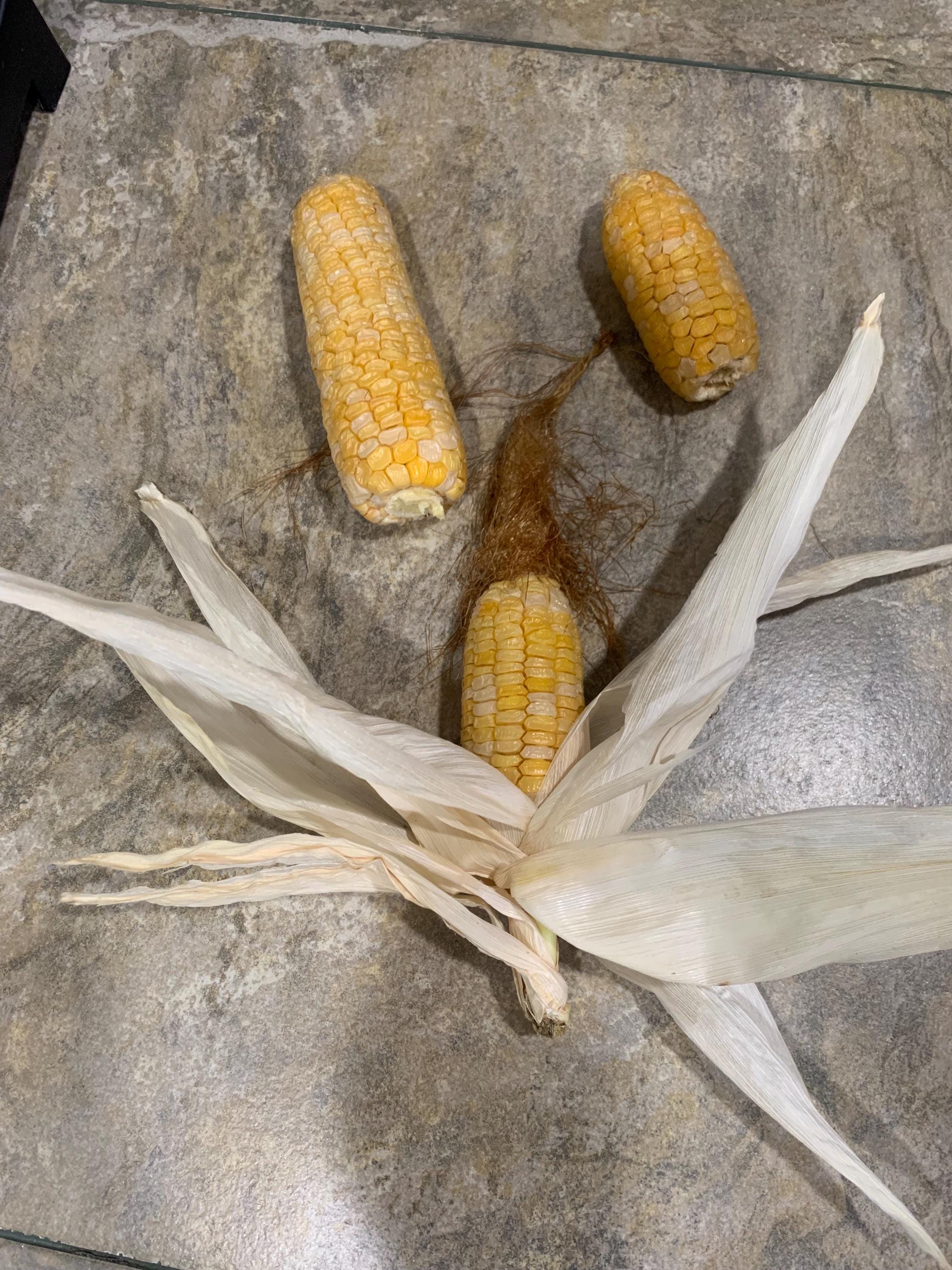 Buttergold Sweet Corn Seeds: Organic, Non-GMO, 63-Day Harvest