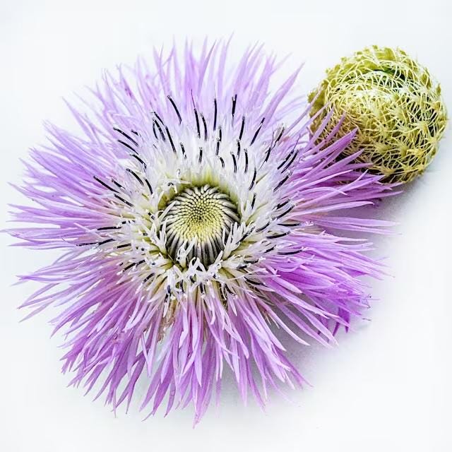 HUGE FLOWERS Basketflower Seeds, Pink- Up To 6 Feet Tall!