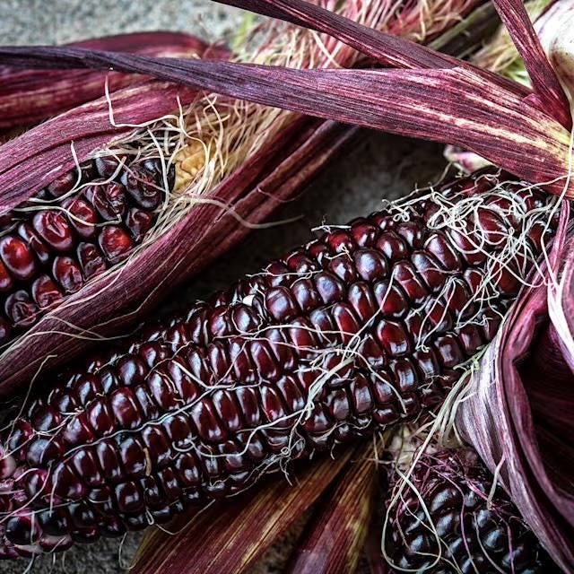 Corn Seeds, Double Red Super Sweet Variety High in  Antioxidants and VERY FAST SHIPPING!