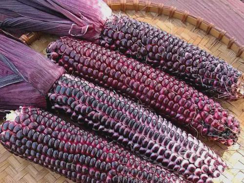 Corn Seeds, Double Red Super Sweet Variety High in  Antioxidants and VERY FAST SHIPPING!