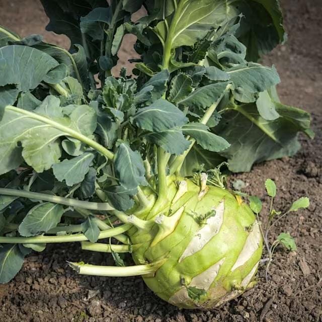 HUGE Giant White Kohlrabi Seeds, Superschmelz up to 10 lbs EACH!