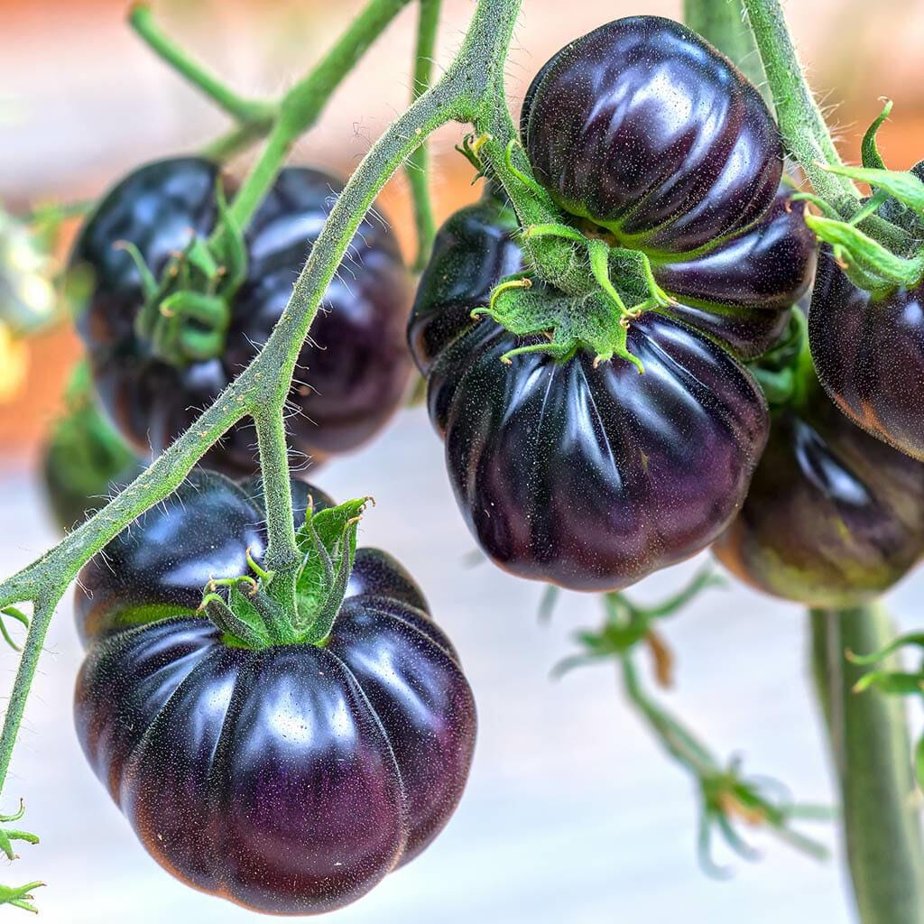 Black Beauty Tomato Seeds: Organic, High Antioxidant, Non-GMO