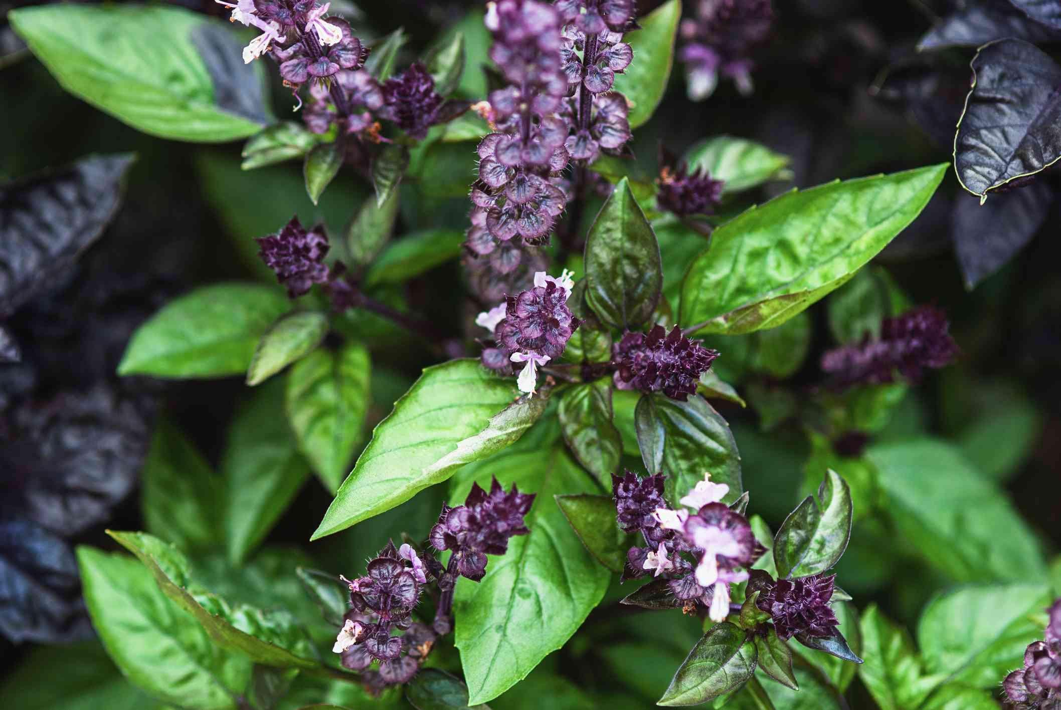 Cinnamon Basil Seeds: Organic, Non-GMO