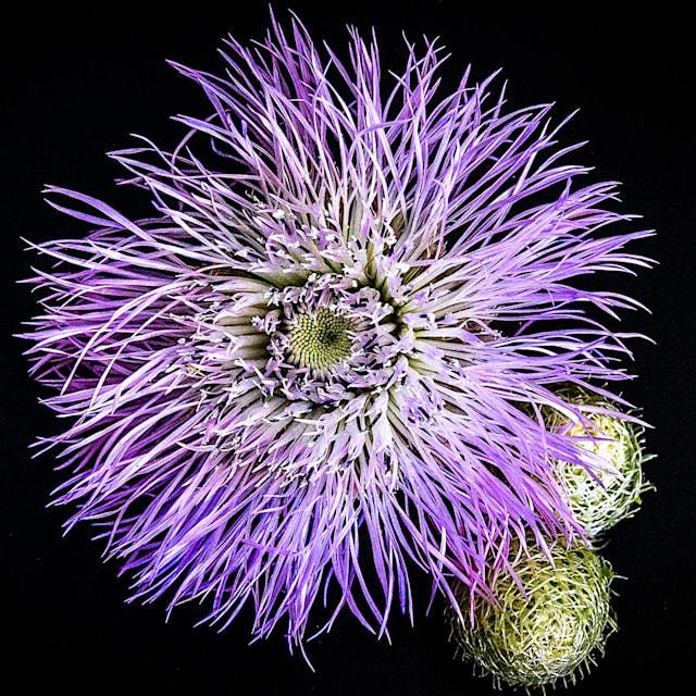 HUGE FLOWERS Basketflower Seeds, Pink- Up To 6 Feet Tall!