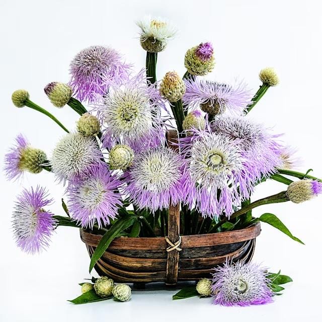 HUGE FLOWERS Basketflower Seeds, Pink- Up To 6 Feet Tall!