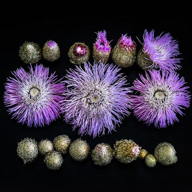 HUGE FLOWERS Basketflower Seeds, Pink- Up To 6 Feet Tall!