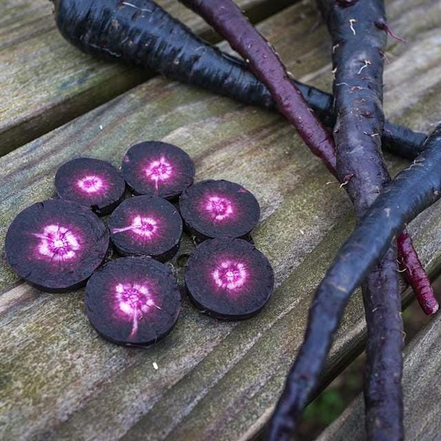 Antioxidant Black Purple Carrot Seeds Pusa Asita