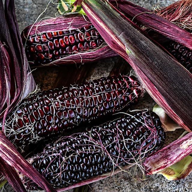 Corn Seeds, Double Red Super Sweet Variety VERY FAST SHIPPING!