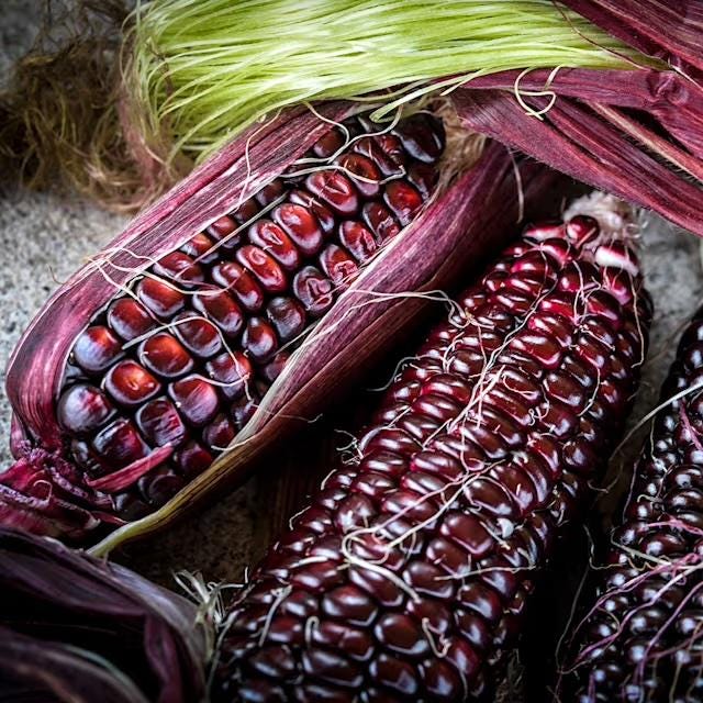 Corn Seeds, Double Red Super Sweet Variety High in  Antioxidants and VERY FAST SHIPPING!