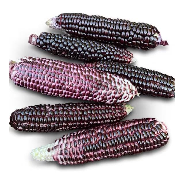 Corn Seeds, Double Red Super Sweet Variety High in  Antioxidants and VERY FAST SHIPPING!