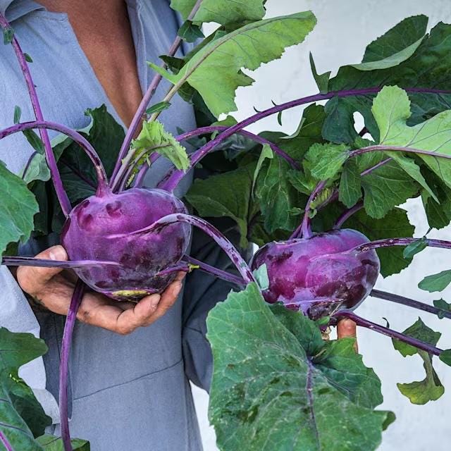 Purple Kohlrabi Seeds, Azur Star