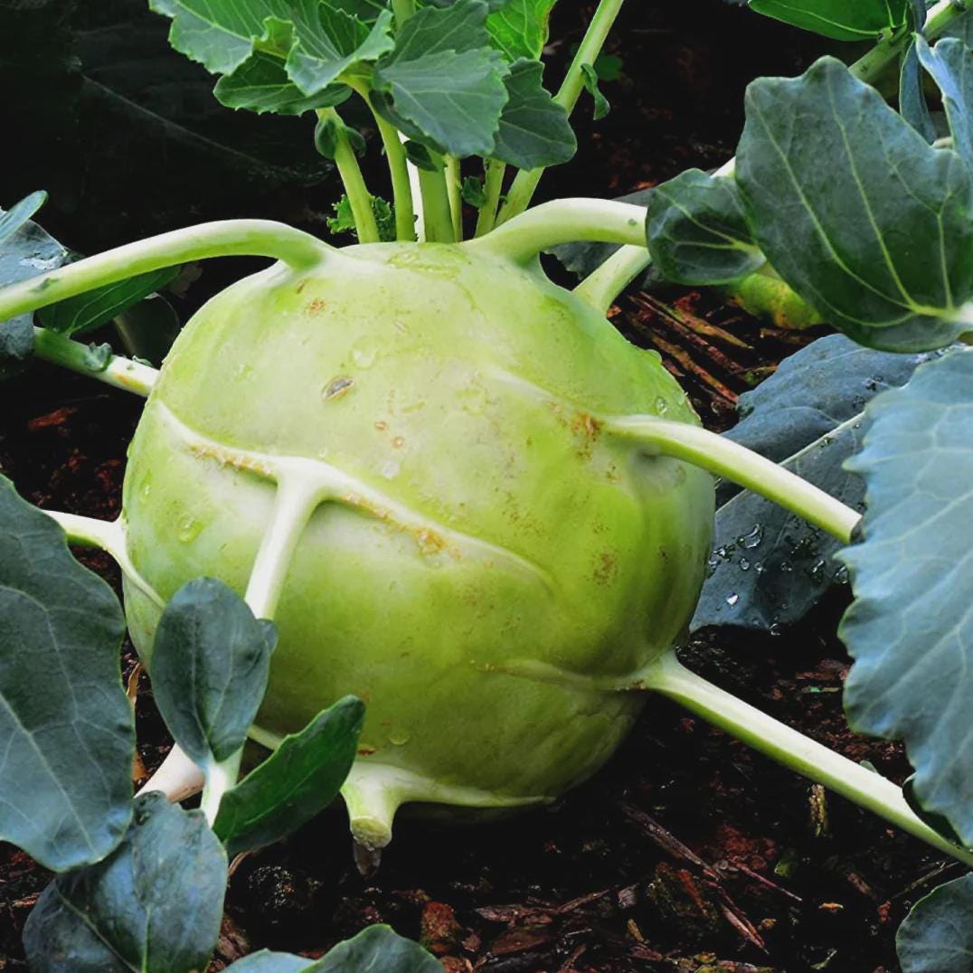 HUGE Giant White Kohlrabi Seeds, Superschmelz up to 10 lbs EACH!