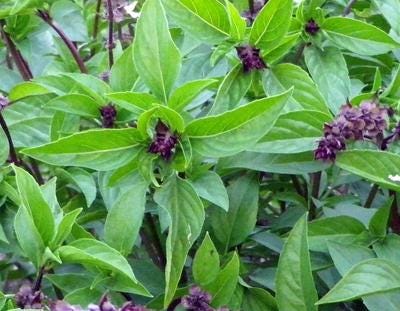 Cinnamon Basil Seeds: Organic, Non-GMO