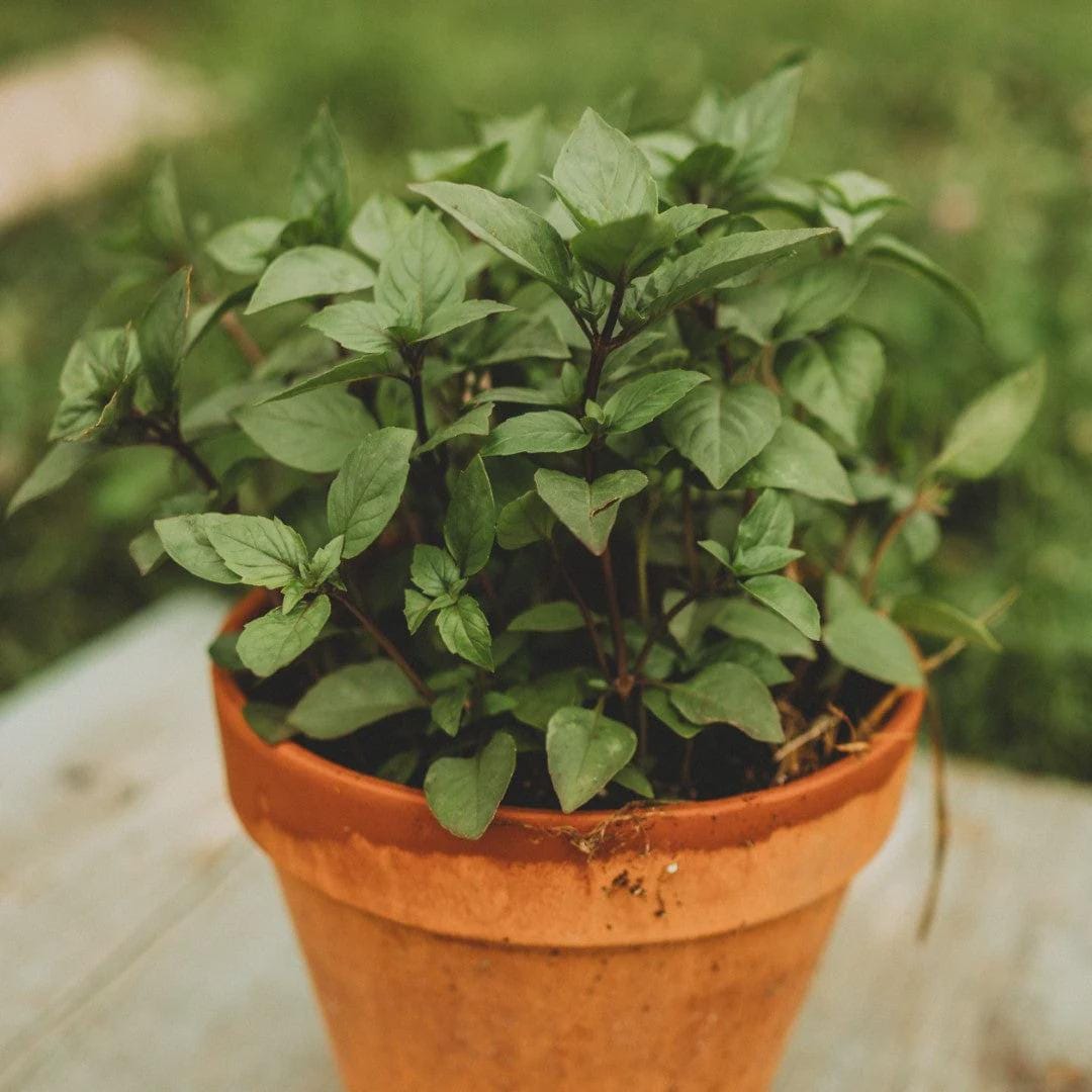 Cinnamon Basil Seeds: Organic, Non-GMO