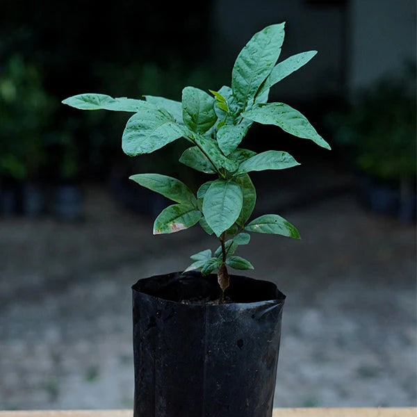 Ice Cream Bean Plant Tree - Inga Edulis