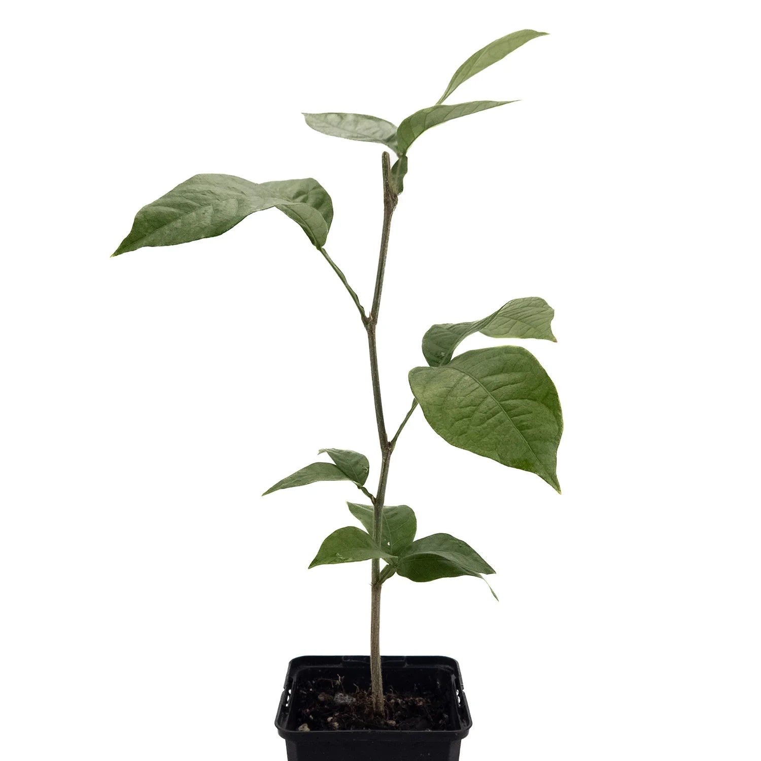 Ice Cream Bean Plant Tree - Inga Edulis