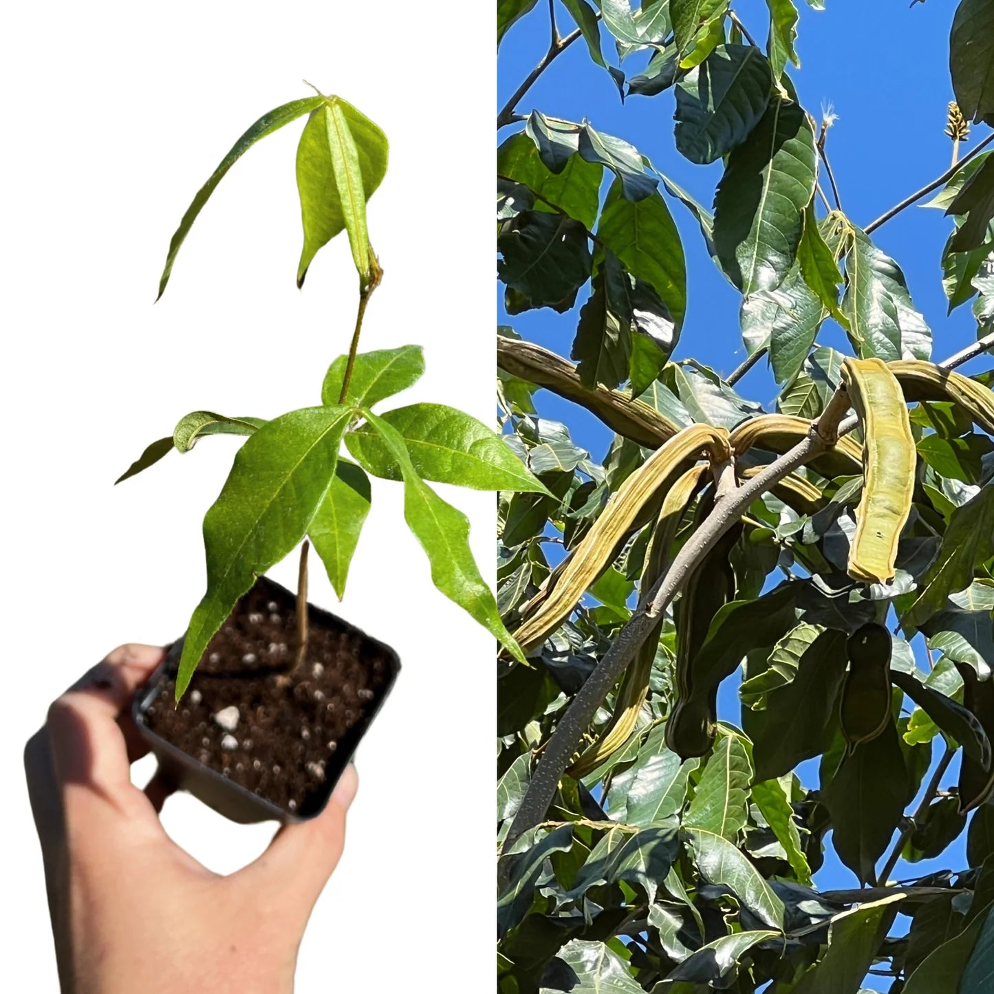 Ice Cream Bean Plant Tree - Inga Edulis