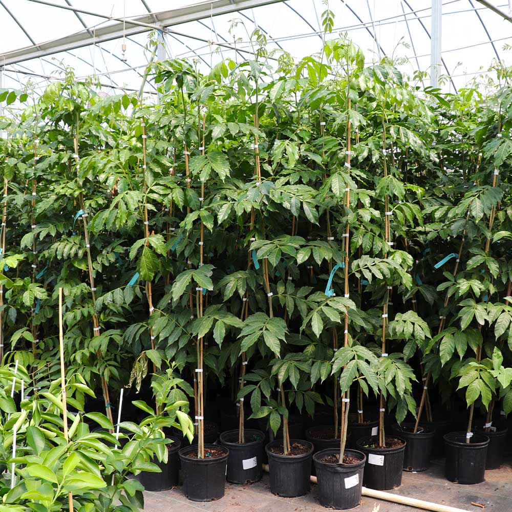 Ice Cream Bean Plant Tree - Inga Edulis