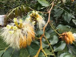 Ice Cream Bean Plant Tree - Inga Edulis