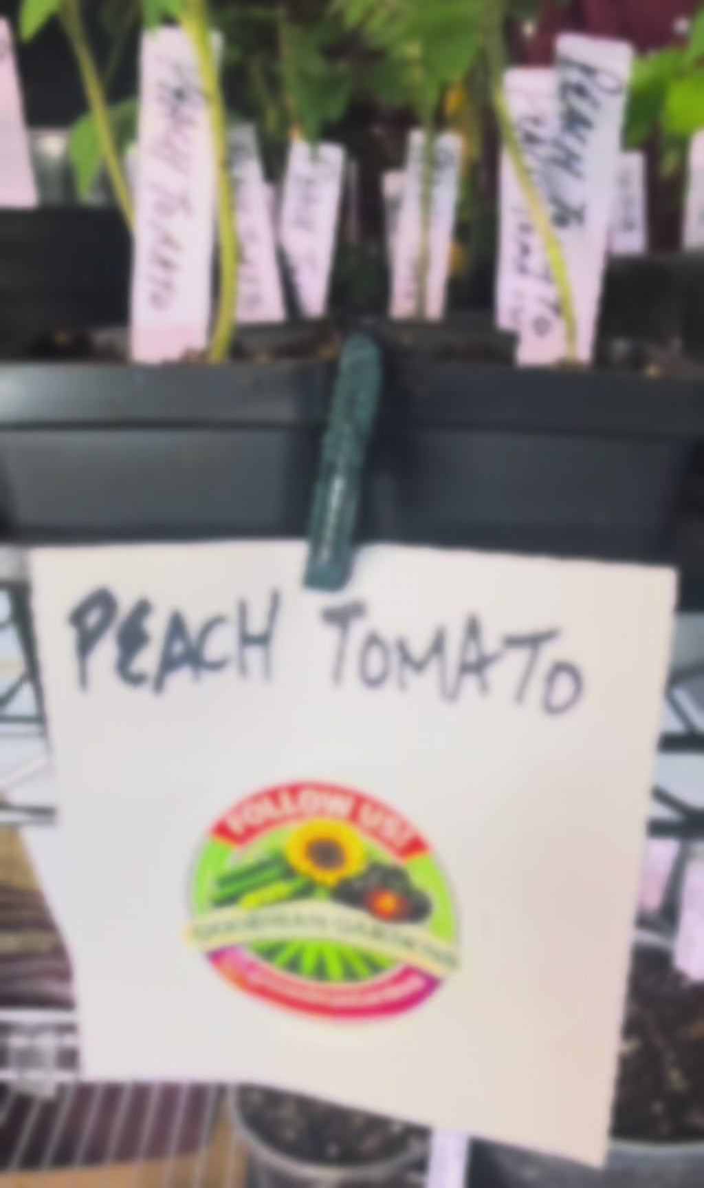 Wapsipinicon Peach Tomato Seeds - Organic  Non GMO - Fast Ship! Vining Vegetable - Fuzzy Tomatoes