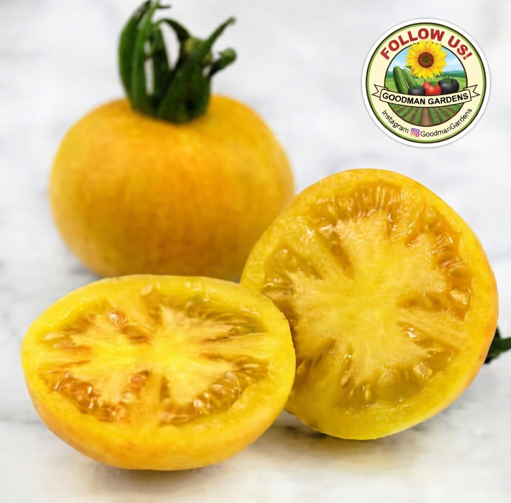 Wapsipinicon Peach Tomato Seeds - Organic  Non GMO - Fast Ship! Vining Vegetable - Fuzzy Tomatoes