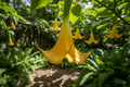 Angels Trumpet Yellow Brugmansia Tree/ Plant / Rooted Cutting